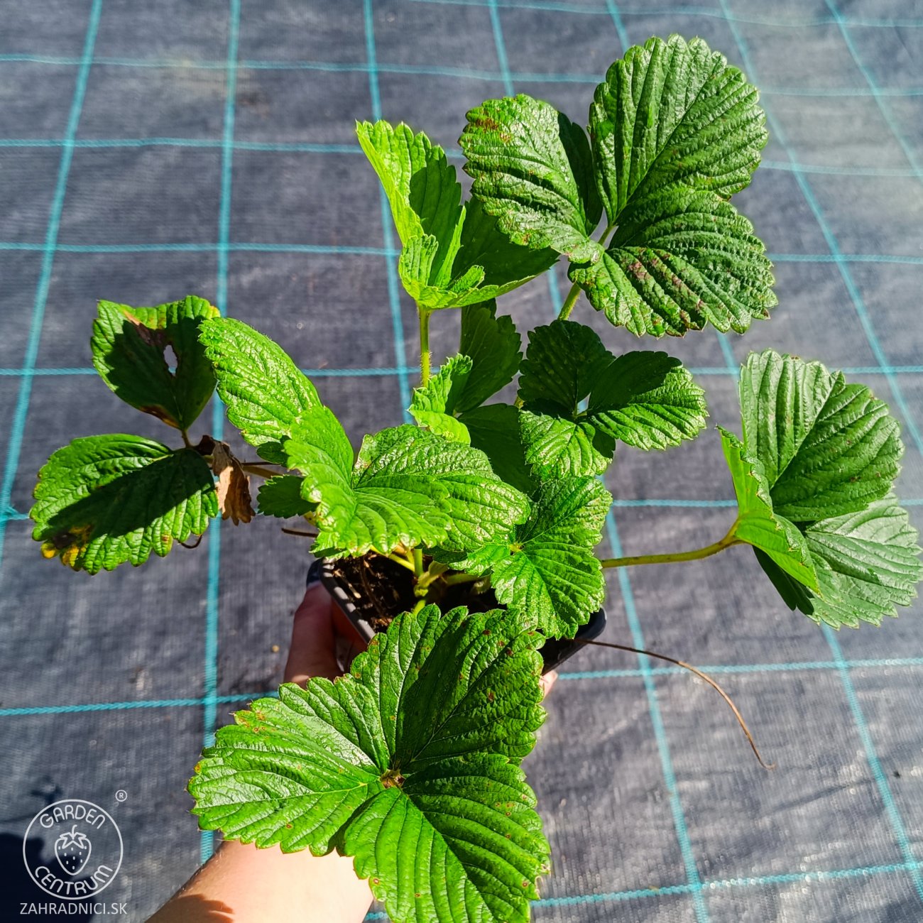 Obrázok Jahoda ananásová - Pineberry (Fragaria × ananassa) ´SNOW WHITE´ - P9
